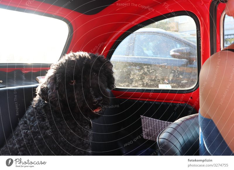 Oldtimer-Hund Freizeit & Hobby Ausflug Sommer Verkehr Autofahren Verkehrsstau Fahrzeug PKW Fiat Kleinwagen Tier 1 sitzen retro rot Lebensfreude Romantik Neugier