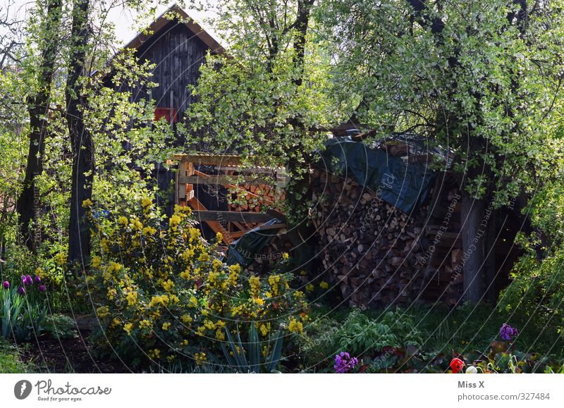 Bauerngarten Häusliches Leben Wohnung Garten Frühling Sommer Blume Wiese Dorf Hütte Blühend Wachstum Stimmung ruhig Idylle bewachsen Holzhütte Brennholz