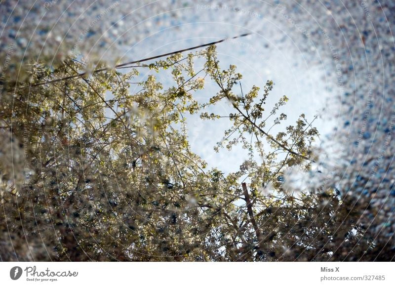 Spiegel Wasser Wetter schlechtes Wetter Regen Blüte Blühend Frühlingstag April Aprilwetter Kirschblüten Farbfoto Muster Menschenleer Morgen