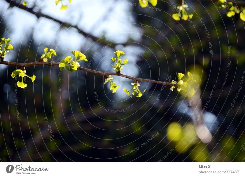 Frühlingserwachen Blatt Wald Blühend Wachstum Frühlingstag Ginkgo Blattknospe Blütenknospen Farbfoto mehrfarbig Außenaufnahme Nahaufnahme Menschenleer