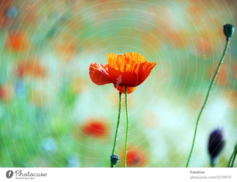 Mohntag Umwelt Natur Landschaft Pflanze Sommer Schönes Wetter Blume Blüte Wiese Feld hell nah natürlich Wärme grün rot Mohnblüte Mohnfeld Mohnkapsel Blühend