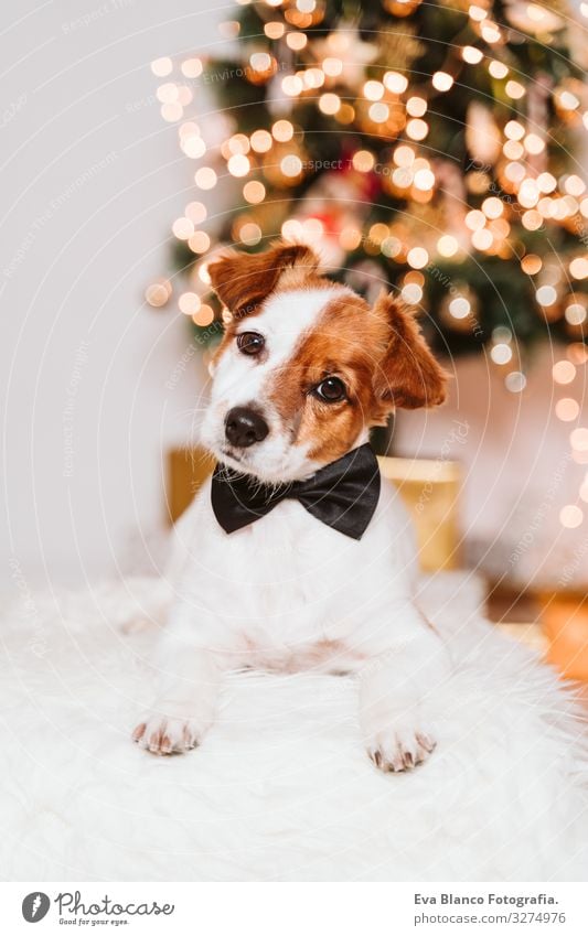 süßer Jack-Russell-Hund zu Hause am Weihnachtsbaum, Hund mit Fliege Adoption annehmen Weihnachten & Advent im Innenbereich Haustier Jack-Russell-Terrier