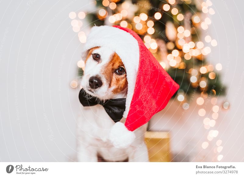 süßer Jack-Russell-Hund zu Hause am Weihnachtsbaum, Hund mit rotem Weihnachtsmannhut Adoption annehmen Weihnachten & Advent im Innenbereich Haustier