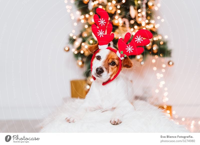 süßer Jack-Russell-Hund zu Hause am Weihnachtsbaum, Hund trägt ein rotes Weihnachtsmanndiadem Diadem Adoption annehmen Weihnachten & Advent im Innenbereich