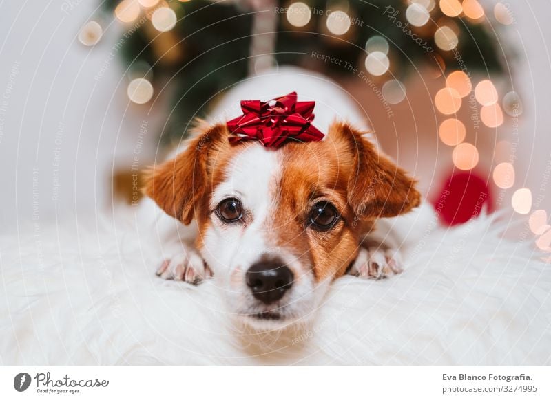 süßer Jack-Russell-Hund zu Hause am Weihnachtsbaum Weihnachten & Advent im Innenbereich Haustier Jack-Russell-Terrier niedlich heimwärts Studioaufnahme rot