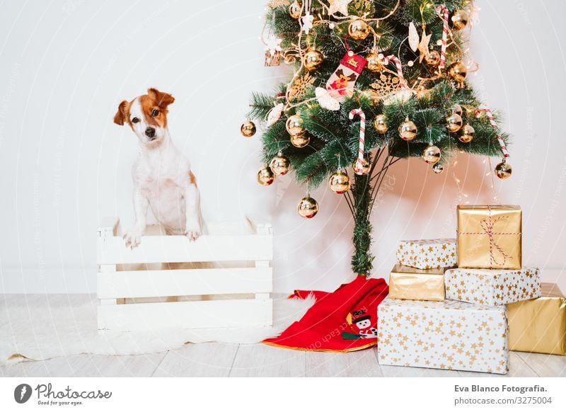 süßer Jack-Russell-Hund in eine Schachtel zu Hause am Weihnachtsbaum Kasten Adoption annehmen Weihnachten & Advent im Innenbereich Haustier Jack-Russell-Terrier