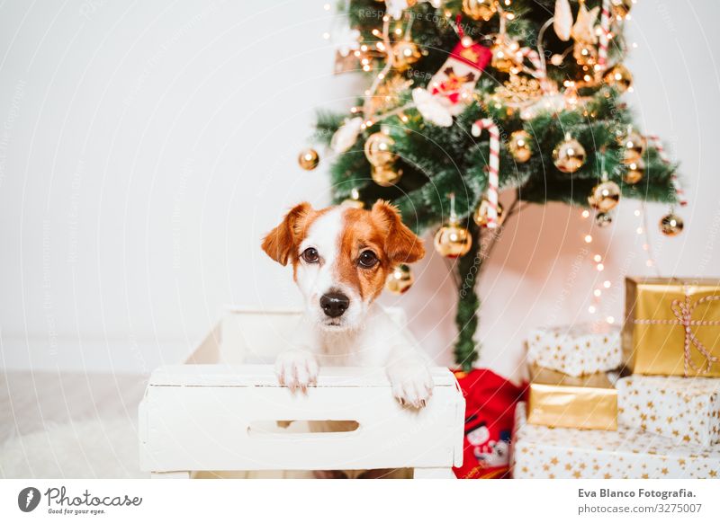 süßer Jack-Russell-Hund in eine Schachtel zu Hause am Weihnachtsbaum Kasten Adoption annehmen Weihnachten & Advent im Innenbereich Haustier Jack-Russell-Terrier