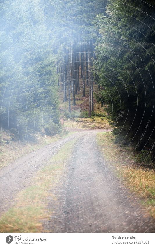 Fällt mir heute keiner ein.... Tourismus Ausflug wandern Natur Landschaft Pflanze Klima Wetter schlechtes Wetter Nebel Baum Wald Wege & Pfade Rauch Erholung