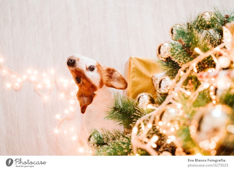 süßer jack russell hund zuhause am weihnachtsbaum Adoption annehmen Hund Weihnachten & Advent im Innenbereich Haustier Jack-Russell-Terrier niedlich heimwärts