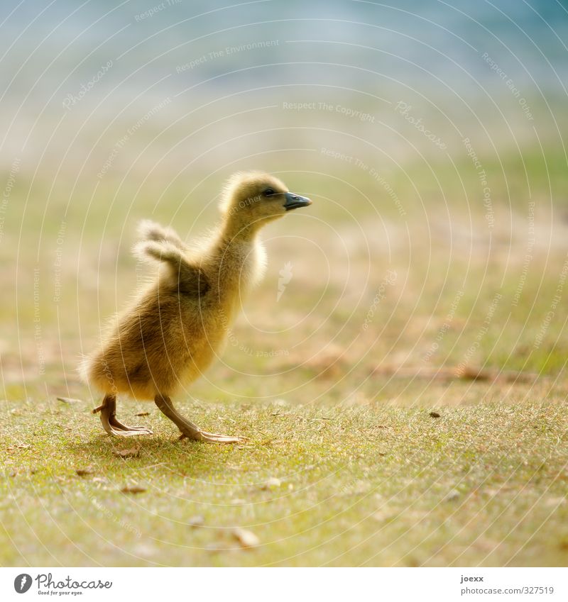 Starterlaubnis erteilt Wiese Tier Vogel Gössel 1 Tierjunges fliegen laufen frei schön weich blau braun gelb grün Mut Tatkraft Leben fleißig Hoffnung