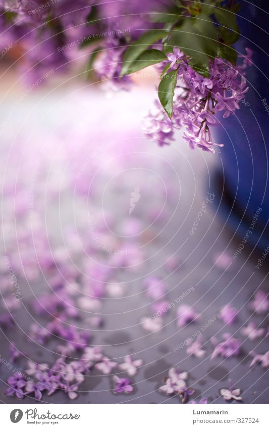 alles hat seine Zeit Garten Dekoration & Verzierung Frühling Pflanze Blüte Topfpflanze Fliederbusch Blühend fallen Duft schön nah nass violett rosa Stimmung