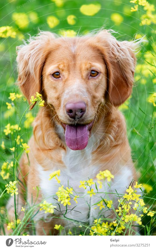 Wunderschöner brauner bretonischer Hund auf der Wiese Freude Tier Blume Gras Pelzmantel Haustier Freundlichkeit groß gelb weiß rein züchten Reinrassig Welpe