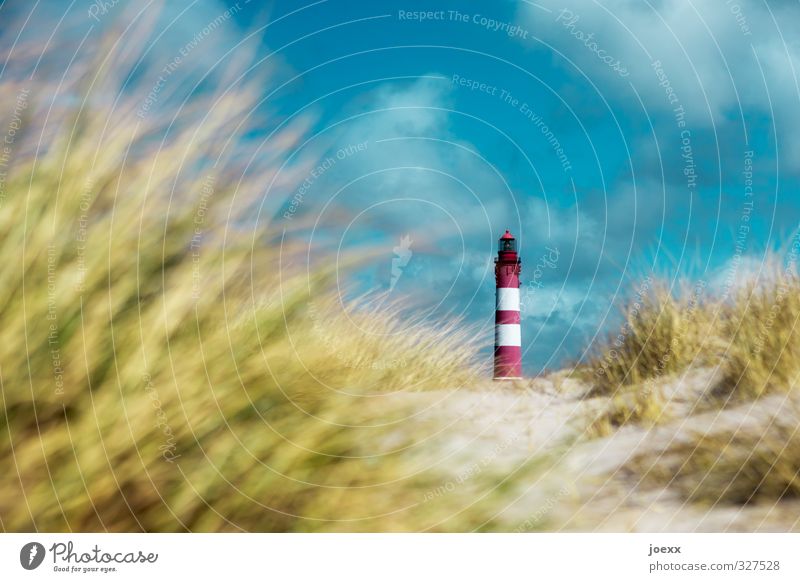 Fokus Natur Landschaft Schönes Wetter Hügel Küste Nordsee Dünengras Leuchtturm alt ruhig Fürsorge Idylle Farbfoto mehrfarbig Außenaufnahme Menschenleer Tag