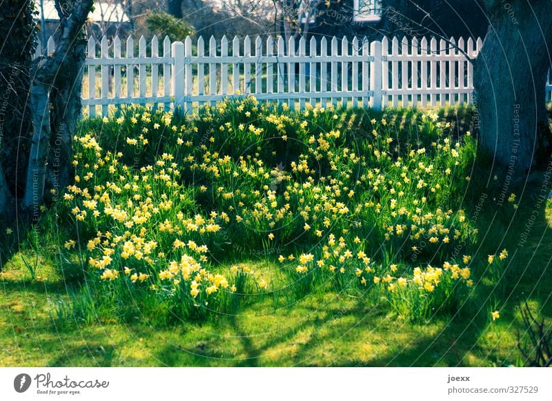 Ostersonntag Frühling Schönes Wetter Baum Blume Gelbe Narzisse Garten Blühend schön braun gelb grün weiß Stimmung Frühlingsgefühle Idylle Kitsch Tradition