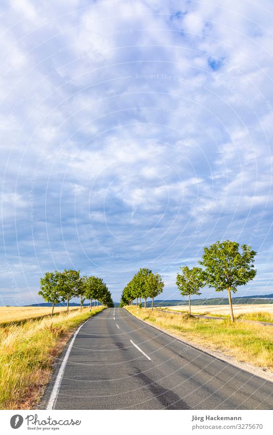 landschaftlich reizvolle Gassenstraße mit grünen Bäumen im Sonnenuntergang Ferien & Urlaub & Reisen Natur Landschaft Himmel Baum Straße Stimmung Taunus