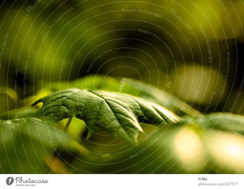 Grüner Streifzug Pflanze Tier Frühling Schönes Wetter Baum Blatt Ahornblatt Garten Wald Wachstum ästhetisch authentisch natürlich wild gelb grün Umwelt