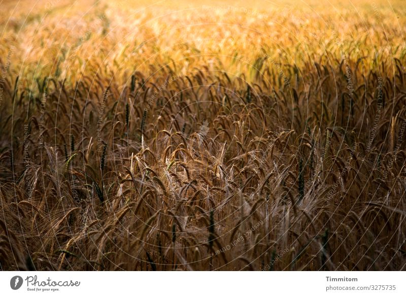 Licht und Schatten im Getreidefeld Feld Natur Landwirtschaft Nutzpflanze Menschenleer Ähren