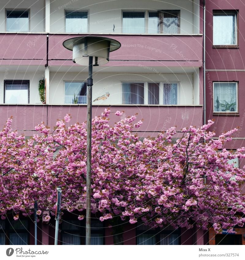 Hartz-Barbies Wohntraum Häusliches Leben Wohnung Haus Traumhaus Frühling Baum Blüte Hochhaus Balkon alt Kitsch rosa Armut Wohnungssituation Plattenbau Farbfoto