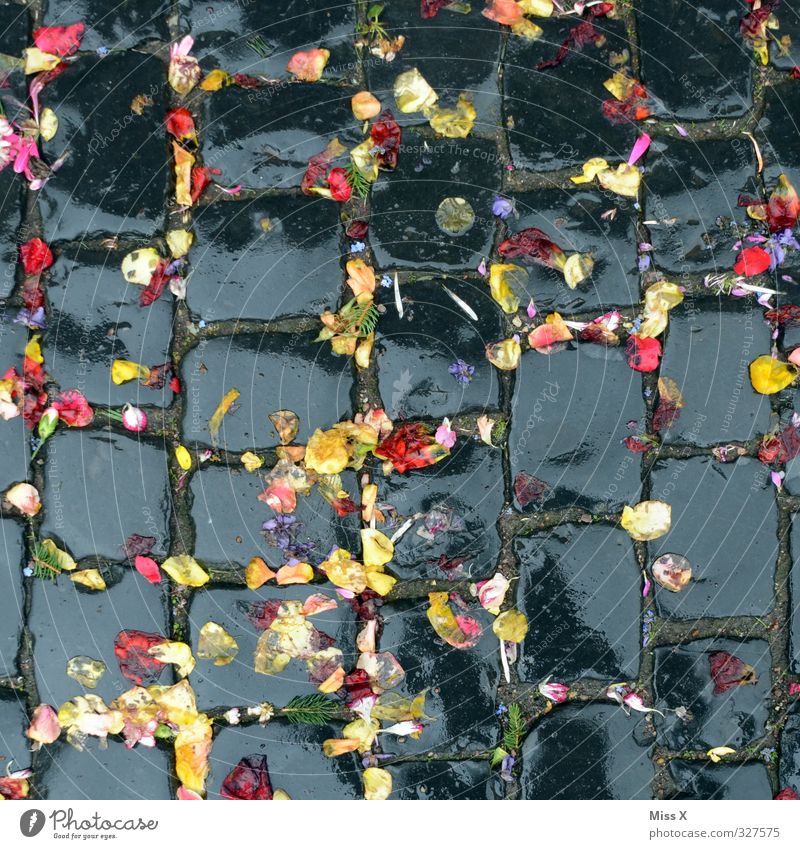 Nasse Hochzeit Feste & Feiern Wassertropfen schlechtes Wetter Regen Blume Blüte nass Hochzeitszeremonie werfen Ritual Tradition Hochzeitsbrauch Rosenblätter