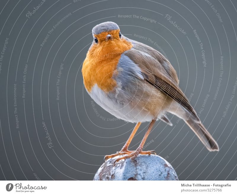 Im Blick des Rotkehlchen Natur Tier Sonne Sonnenlicht Schönes Wetter Wildtier Vogel Tiergesicht Flügel Krallen Feder Kopf Auge Schnabel Beine gefiedert 1