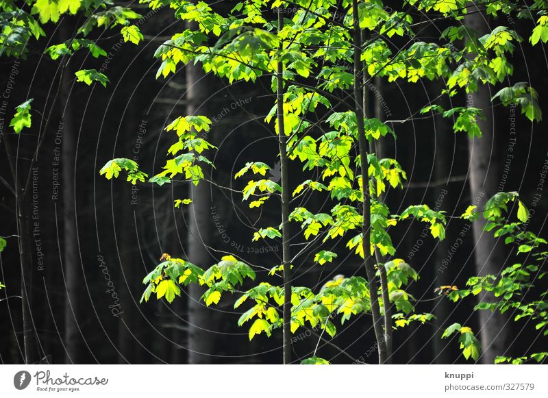 green Umwelt Natur Landschaft Sonne Sonnenlicht Frühling Sommer Schönes Wetter Pflanze Baum Sträucher Wildpflanze Wald dunkel frisch hell natürlich schön wild