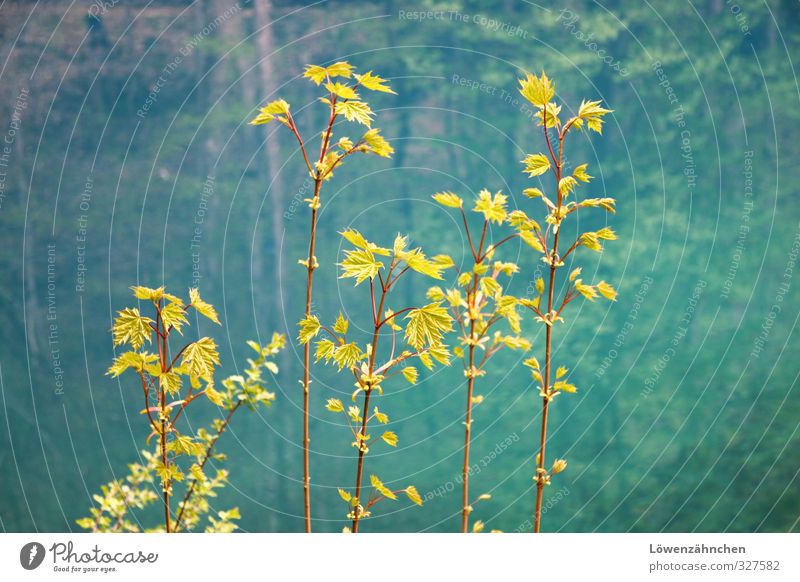 Blaubäumchen Natur Pflanze Wasser Frühling Blatt Wildpflanze Ahornblatt Quelltopf Quelle Blautopf Wachstum ästhetisch klein schön blau grün türkis Leben