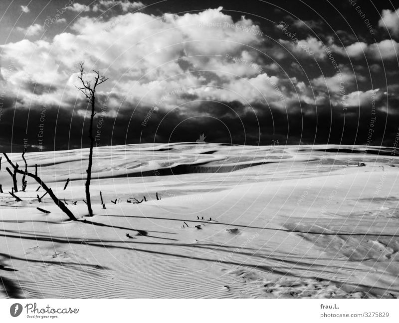 Tote Bäume Ferien & Urlaub & Reisen Tourismus Ausflug Winter Landschaft Küste Strand Ostsee schön Polen Düne Naturschutzgebiet Slowinsky Nationalpark