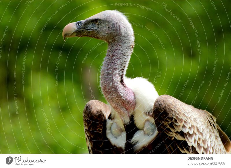 Weiß der Geier! Tier Wildtier Vogel Flügel 1 beobachten Bewegung fallen fangen fliegen füttern Jagd Blick Aggression ästhetisch braun weiß Zoo Greifvogel Feder