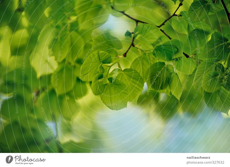 Blätter Umwelt Natur Pflanze Himmel Frühling Sommer Baum Blatt Ast Zweig Garten Park Wald Duft Wachstum Fröhlichkeit frisch natürlich positiv schön blau grün