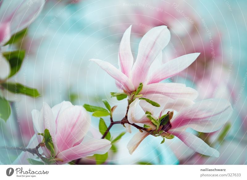 Magnolia Umwelt Natur Pflanze Frühling Sommer Baum Blume Blüte Magnoliengewächse Garten Park Blühend Duft Wachstum einfach frisch schön natürlich Wärme blau