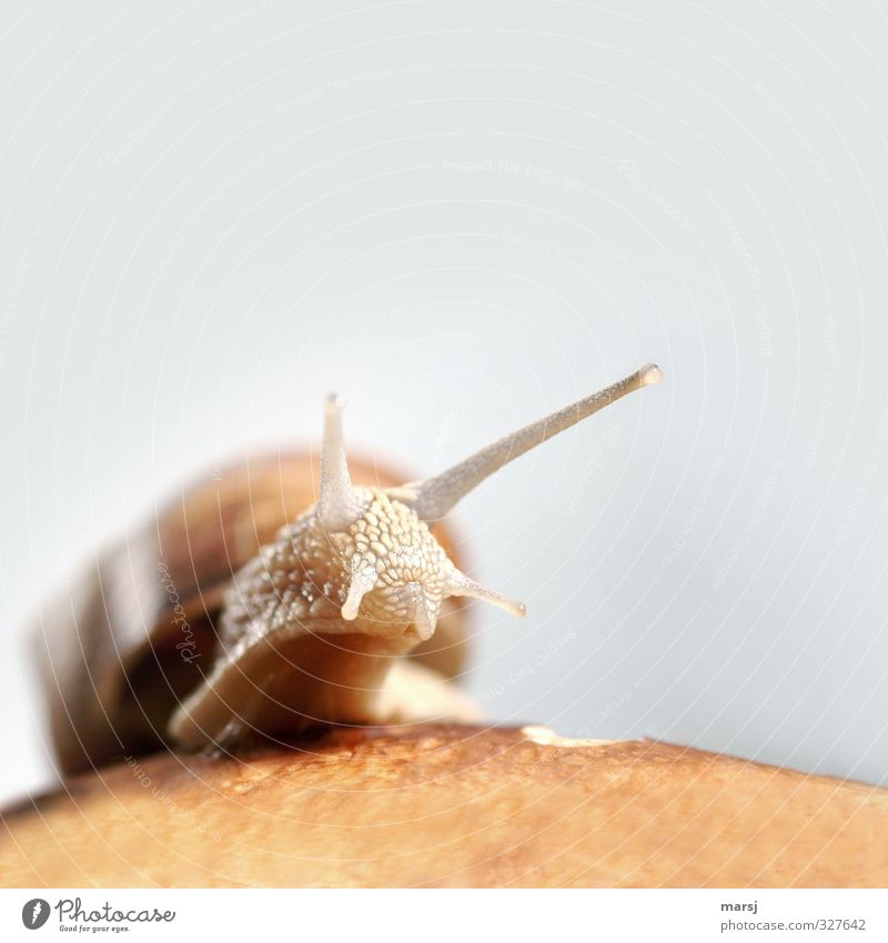 Soooo schleimig ... Tier Wildtier Schnecke Tiergesicht Weinbergschnecken 1 beobachten Bewegung entdecken authentisch einfach Ekel gruselig nackt natürlich