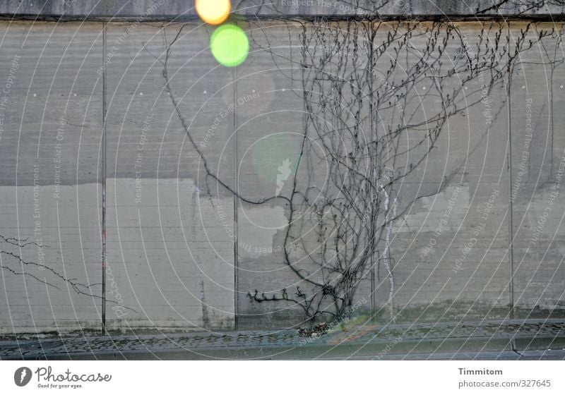 Doch etwas Farbe. Pflanze Wilder Wein Menschenleer Straße Wand Beton ästhetisch einfach gelb grau violett schwarz Fuge kahl Blendenfleck Farbfoto Außenaufnahme