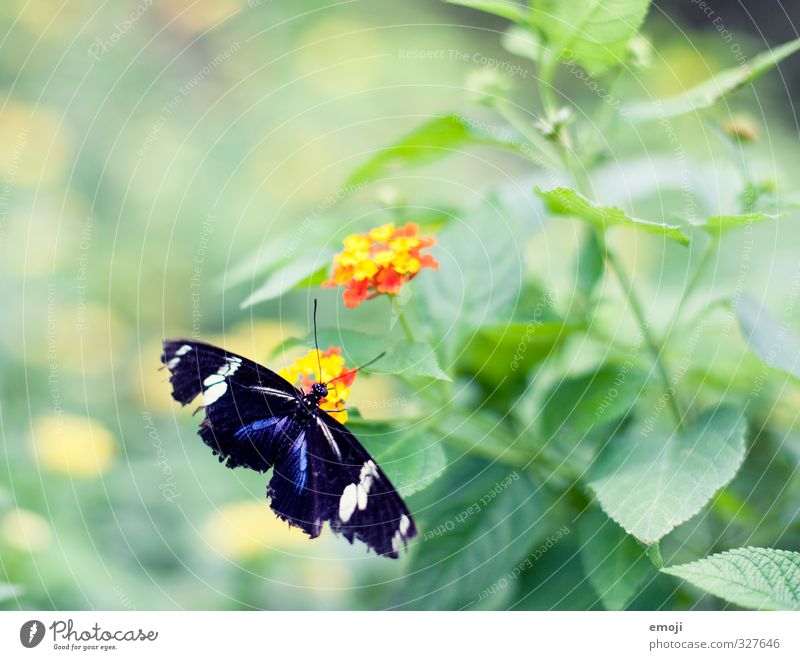 ausgefranst Umwelt Natur Pflanze Tier Frühling Blume Grünpflanze Wildtier Schmetterling 1 natürlich grün Farbfoto Außenaufnahme Makroaufnahme Menschenleer Tag