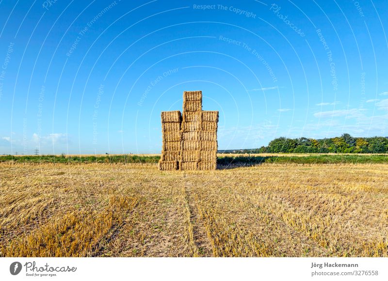 Heuballen auf einem Feld nach der frischen Ernte unter blauem Himmel Sommer Sonne Industrie Natur Landschaft Herbst Wiese natürlich braun gelb gold Lebensmittel