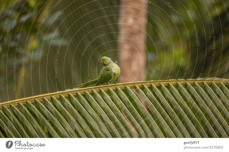 Halsbandsittich Ausflug Abenteuer Safari Expedition Umwelt Natur Pflanze Baum Grünpflanze Wildpflanze Urwald Tier Wildtier Vogel Tiergesicht Flügel Krallen