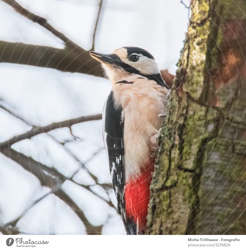 Buntspecht am Baumstamm Natur Tier Himmel Sonnenlicht Schönes Wetter Zweige u. Äste Wildtier Vogel Tiergesicht Flügel Krallen Specht Kopf Schnabel Auge Feder