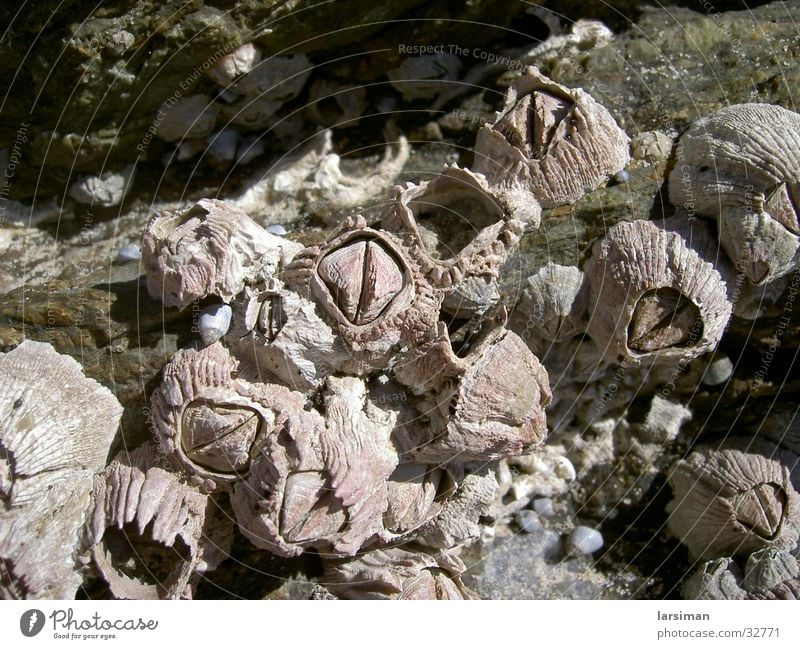 muschelnaustralia Muschel Australien Strand