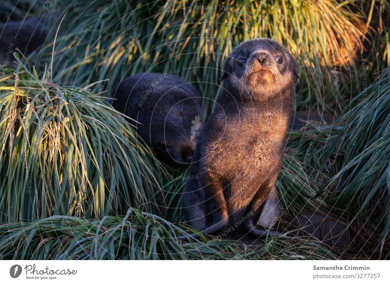 Pelzrobbenwelpe im Büschelgras, Südgeorgien, Antarktis Tier Wildtier Siegel 1 Tierjunges Abenteuer Ferien & Urlaub & Reisen Ziel Tierwelt Seebär Robben Farbfoto