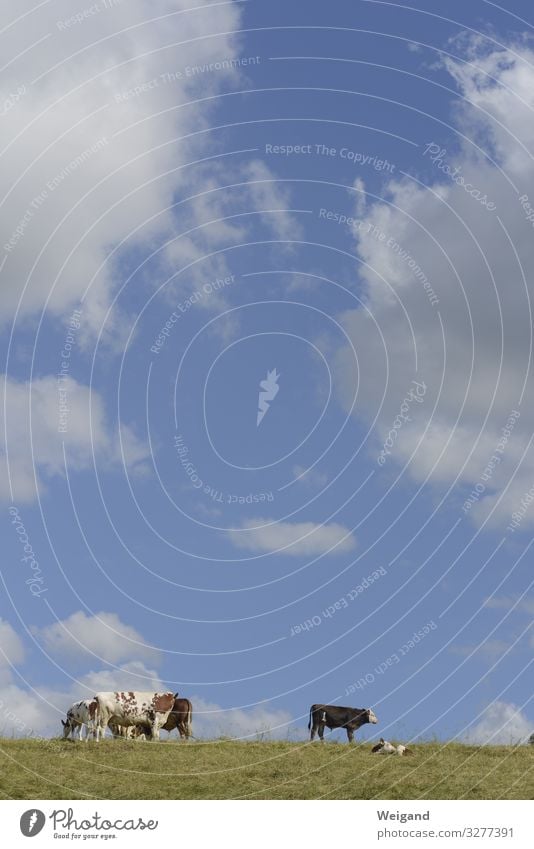 Kuhhimmel Slowfood Wiese Feld Menschenleer Tier Nutztier Herde Fressen Landwirtschaft Rinderbraten Rinderhaltung Weide Milchkuh Farbfoto Außenaufnahme