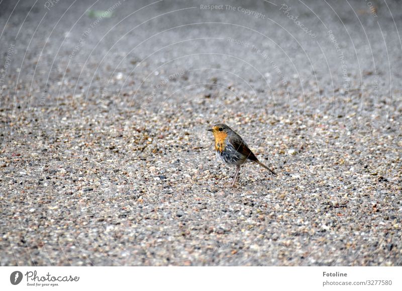 Piepmatz Umwelt Natur Tier Urelemente Erde Sand Park Wildtier Vogel Flügel 1 frei klein nah natürlich grau orange Rotkehlchen Farbfoto Gedeckte Farben