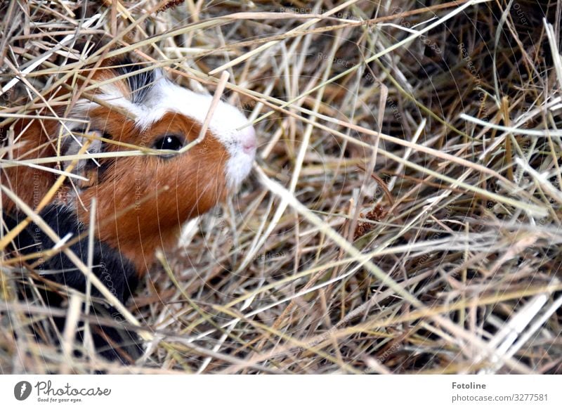 Meerschweinchenversteck Umwelt Natur Tier Schönes Wetter Haustier Tiergesicht Fell 1 hell klein nah natürlich Wärme braun schwarz weiß Säugetier Auge Stroh