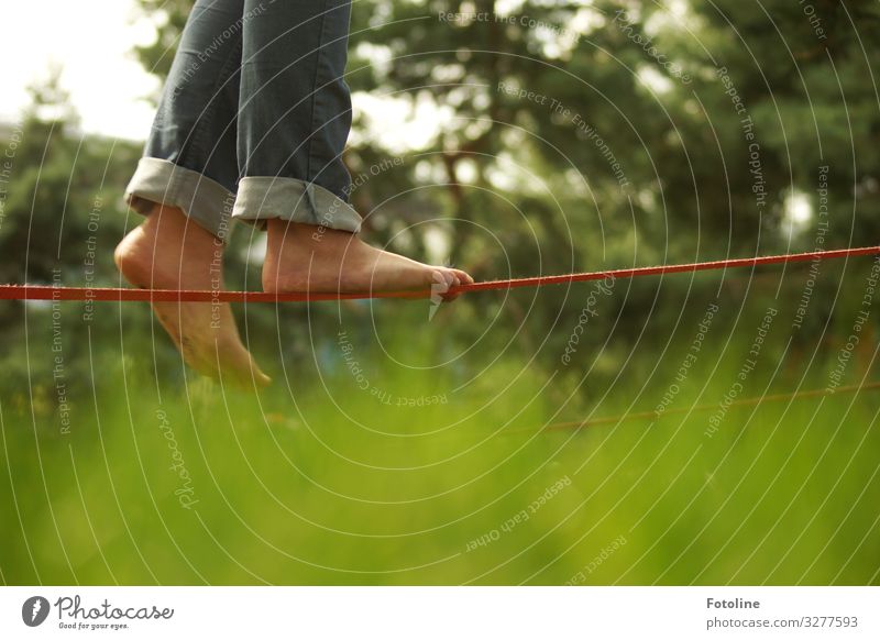 Schritt für Schritt Mensch feminin Mädchen Beine Fuß 1 Umwelt Natur Pflanze Sommer Schönes Wetter Baum Gras Park Wiese hell nah natürlich grün Jeanshose