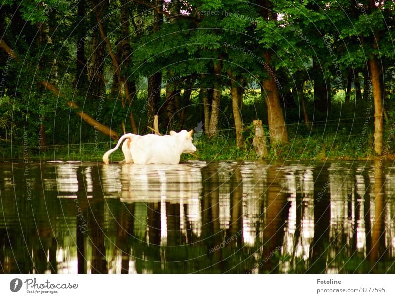 Badetag Umwelt Natur Landschaft Pflanze Tier Urelemente Wasser Sommer Schönes Wetter Baum Gras Wald Nutztier Kuh Fell 1 hell nass natürlich braun grün weiß Rind