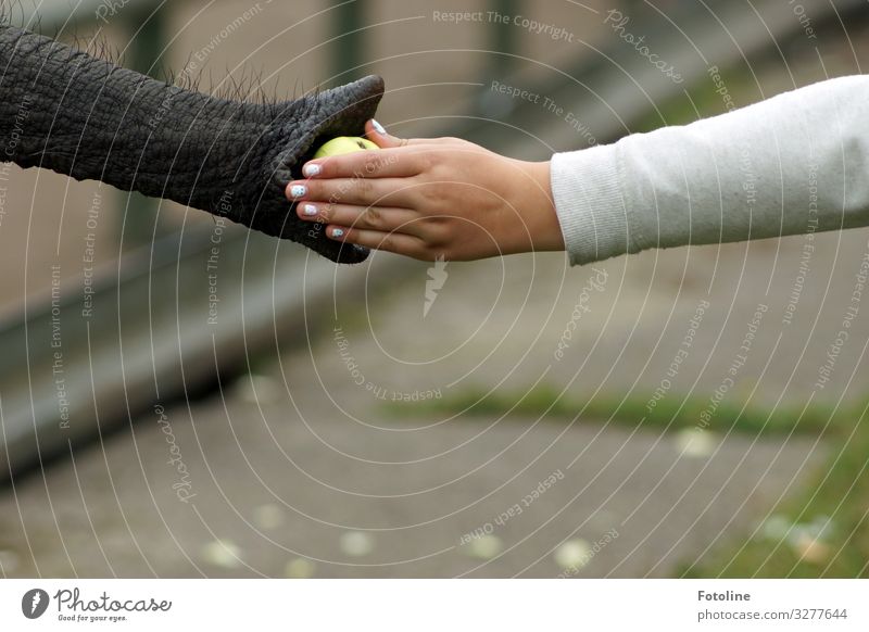 Ein Apfel für dich! Mensch feminin Junge Frau Jugendliche Arme Hand Finger Tier Wildtier Zoo 1 hell nah natürlich braun grau grün weiß Elefant Rüssel Liebe