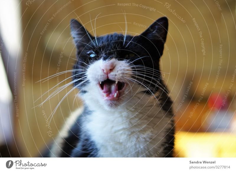 Luna Katze Diät glänzend toben Aggression außergewöhnlich bedrohlich nah rebellisch fauchen Miau Zähne schwarz Farbfoto Innenaufnahme Tag Blick nach vorn