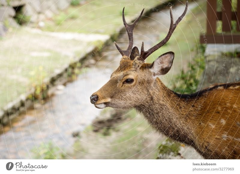 Deer with antler in front of river at Miyajima, Japan Tourismus Ferne Natur Park Wiese Fluss Tier Hirsche 1 beobachten Ferien & Urlaub & Reisen elegant exotisch