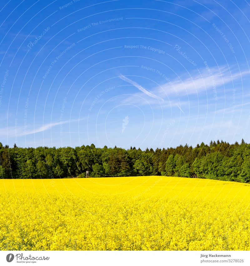 Spring countryside of yellow rapeseed fields in bloom Ferien & Urlaub & Reisen Sommer Natur springen gelb agriculture Hintergrundbild beautiful crop Europa