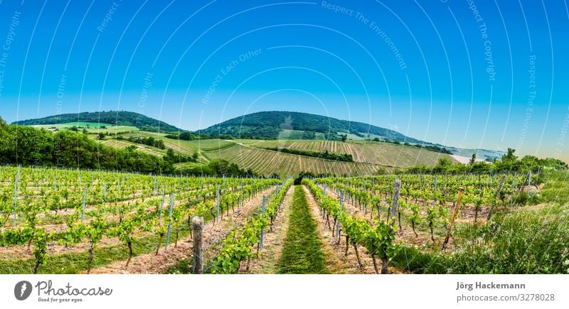 view of vineyard in spring time Natur Fahne springen Bingen Muenster-Sarsheim agriculture area cloudy electricity environment field Deutschland grapes green