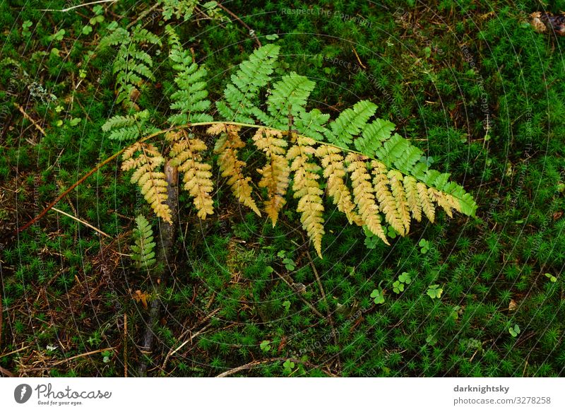 Halb verwelktes Farnkraut Osmunda regalis im Wald mit Moos. Naturmotiv mit spezieller naturnaher Gestaltung. Förster Pflanze Herbst Klimawandel Wetter