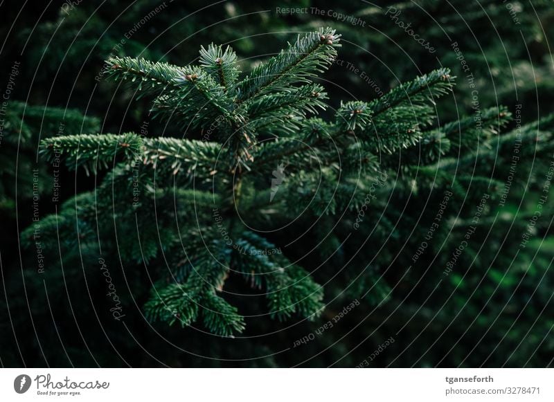 Tanne II Umwelt Natur Tier Pflanze Baum Grünpflanze Tannenzweig Tannennadel schön Weihnachten & Advent Weihnachtsbaum Farbfoto Außenaufnahme Menschenleer Tag